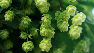 Illustration for article titled Wet Hop Beer: The Real Seasonal Brew You Should Be Drinking This Fall